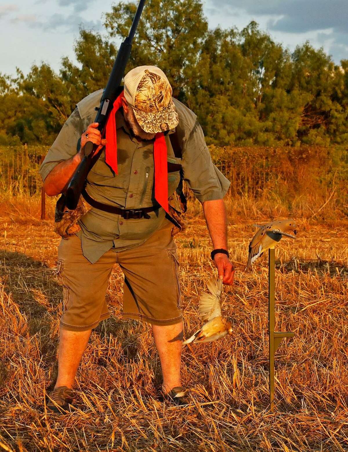 A hunter retrieves a mourning dove that fell beside a MOJO Voodoo Dove decoy set up in the stubble of a field of milo.