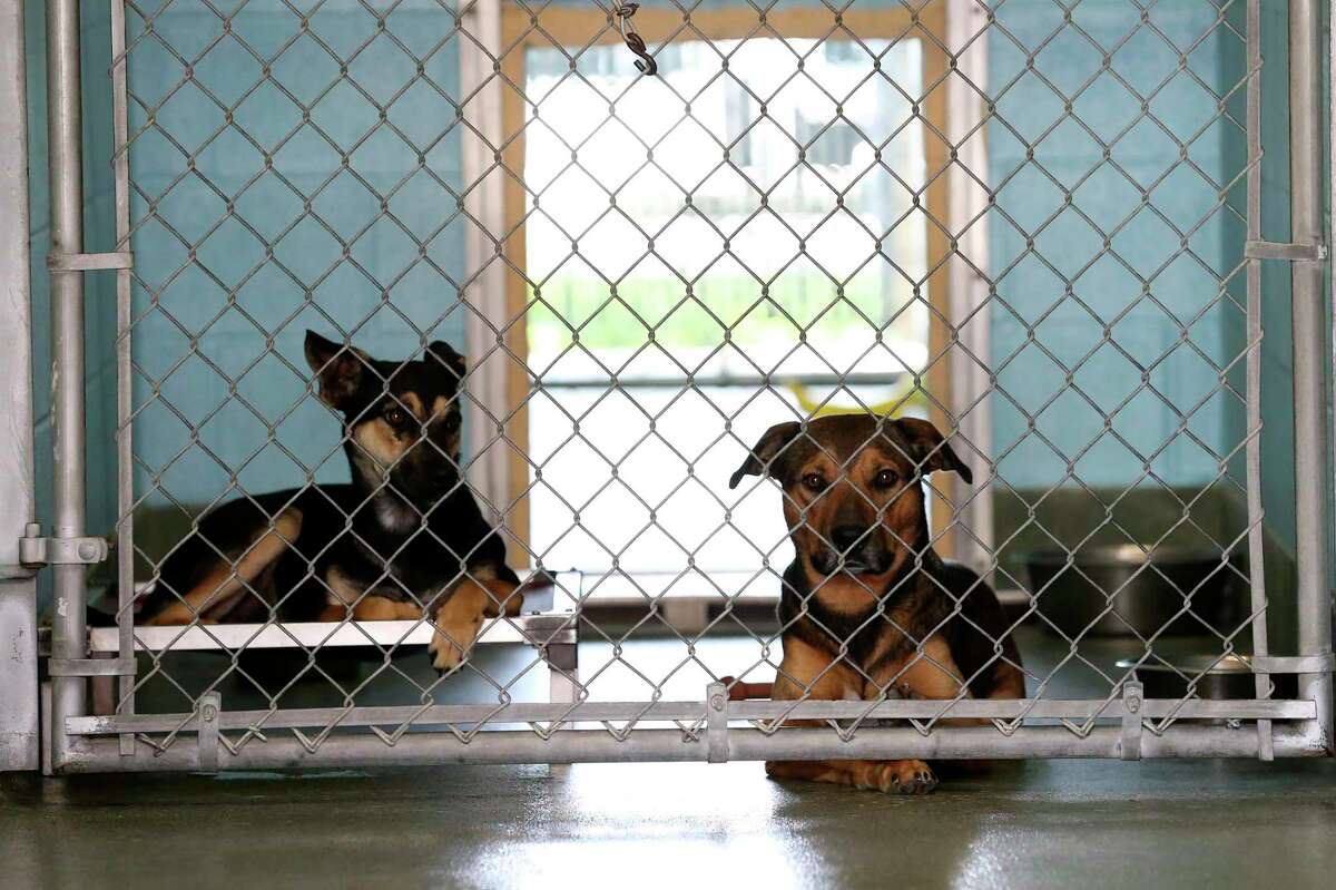 Raining cats and dogs at San Marcos Regional Animal Shelter