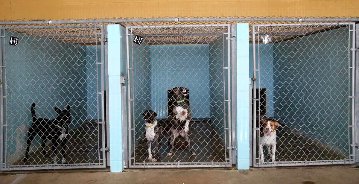 Raining cats and dogs at San Marcos Regional Animal Shelter