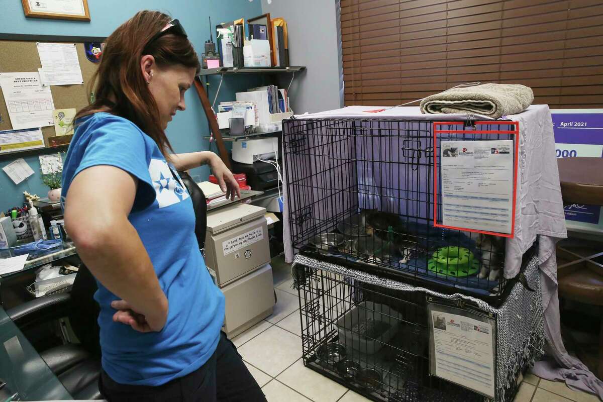 Raining cats and dogs at San Marcos Regional Animal Shelter