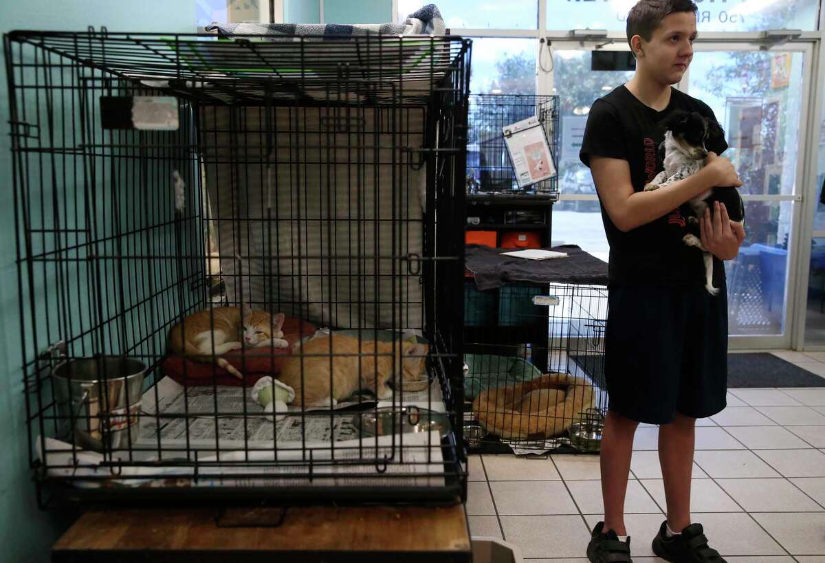 Raining cats and dogs at San Marcos Regional Animal Shelter