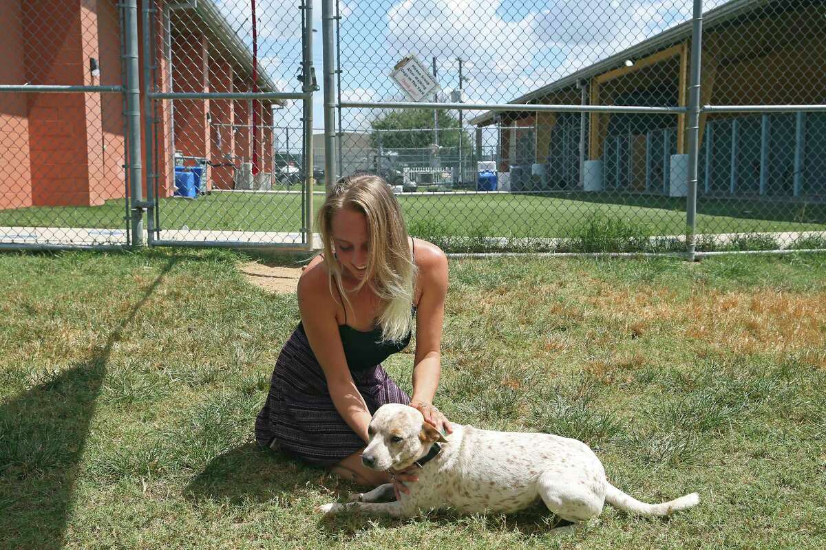 Raining cats and dogs at San Marcos Regional Animal Shelter