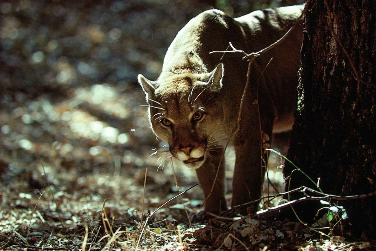 A cougar, much like the one pictured here in California, was spotted again in New Canaan Thursday, according to animal control.