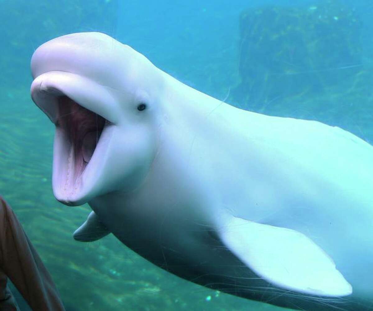 A beluga whale at Mystic Seaport Aquarium, in Mystic, Conn., in 2015.