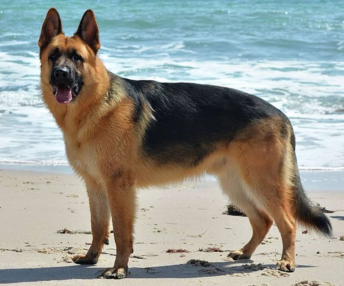 German Shepherd: They're popular police dogs and were originally bred by farmers. Popularity for the German shepherd came after WWI when returning soldiers spoke of the dog's intelligence.