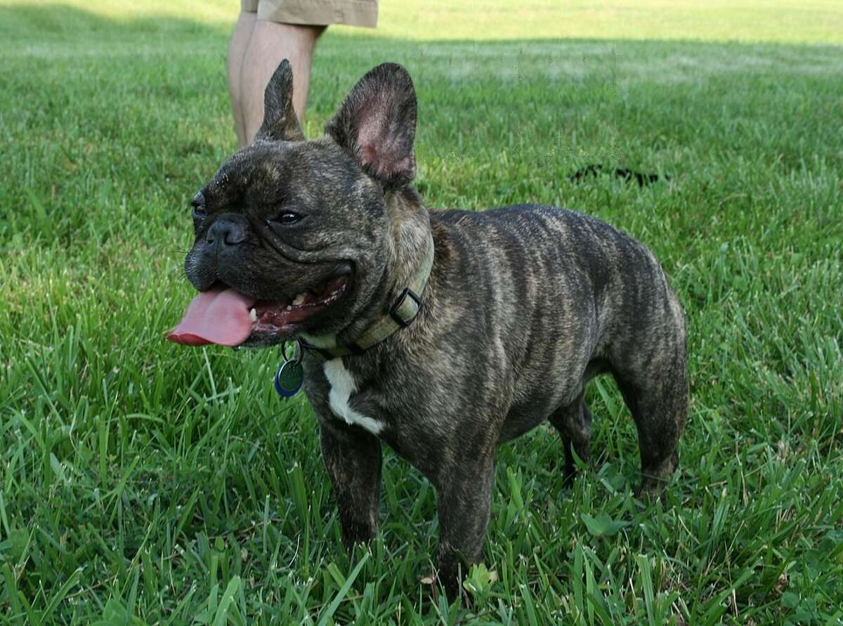 French Bulldog: It's taken a few dogs mixed together to make this popular breed. History shows the dog is combination of terriers and mini-bulldogs.