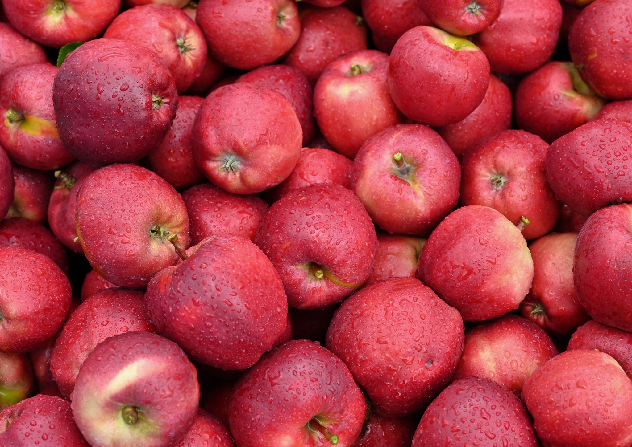 Here are the 15 types of apples grown at Liberty Apple Orchard