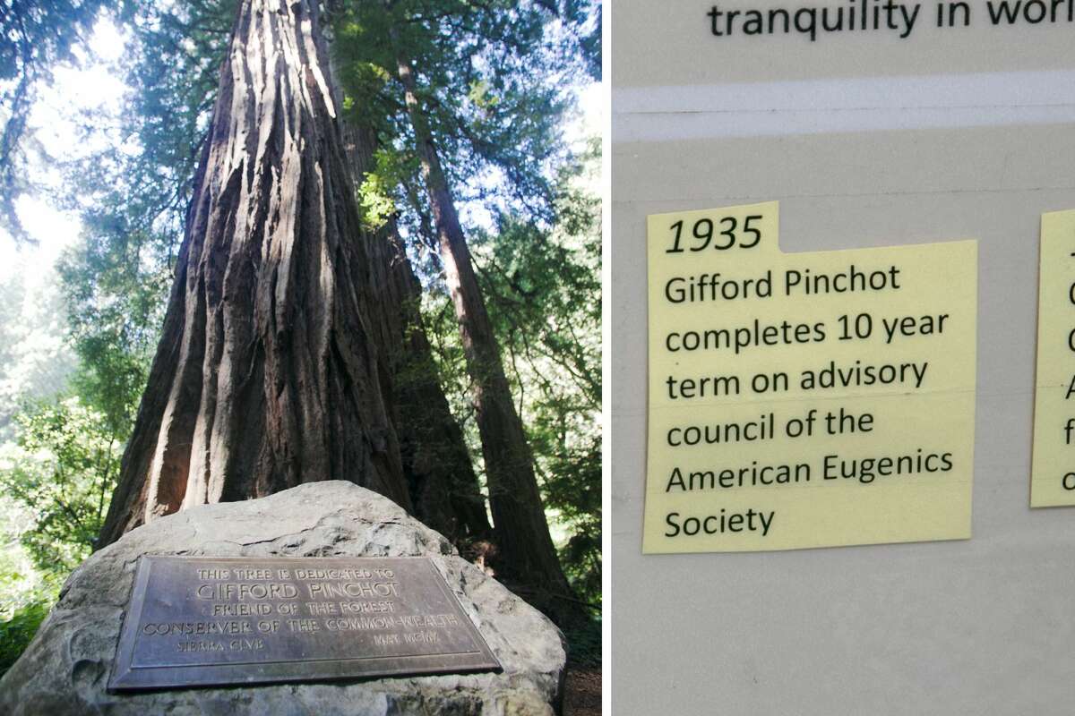 On left, a plaque sits in front of the Pinchot tree, dedicated to a former head of the U.S. Forestry Service. On right, is a sticky note on a sign called, "Saving Muir Woods," about Pinchot being on the advisory council of the American Eugenics Society, which advocated controlled selective breeding of the human population.