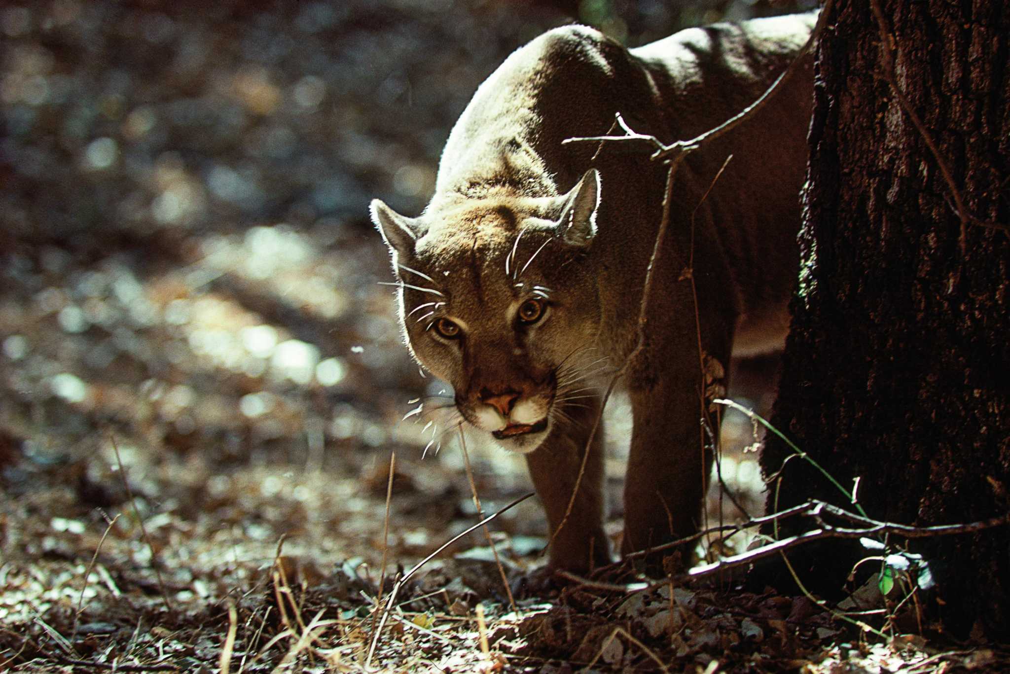 PHOTO: Bobcat Spotted on Oenoke Ridge Road Property