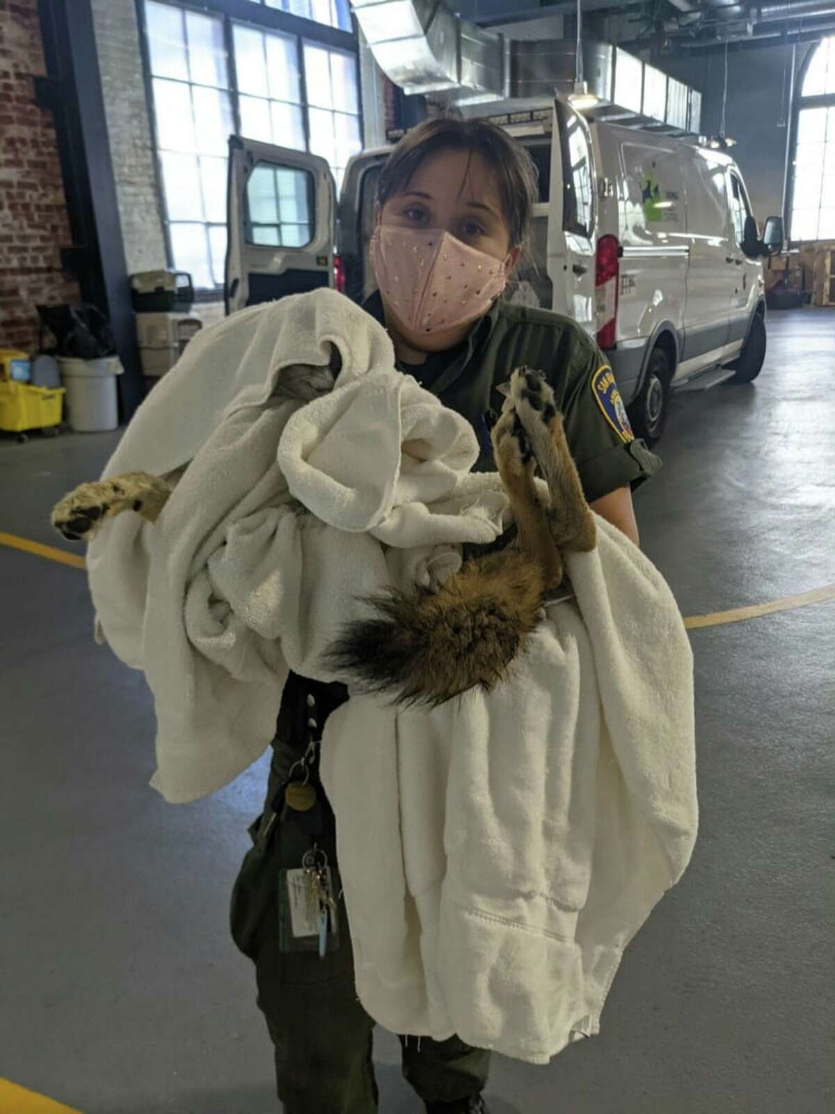 A coyote pup was rescued from San Francisco Bay near Pier 39 on Thursday morning.