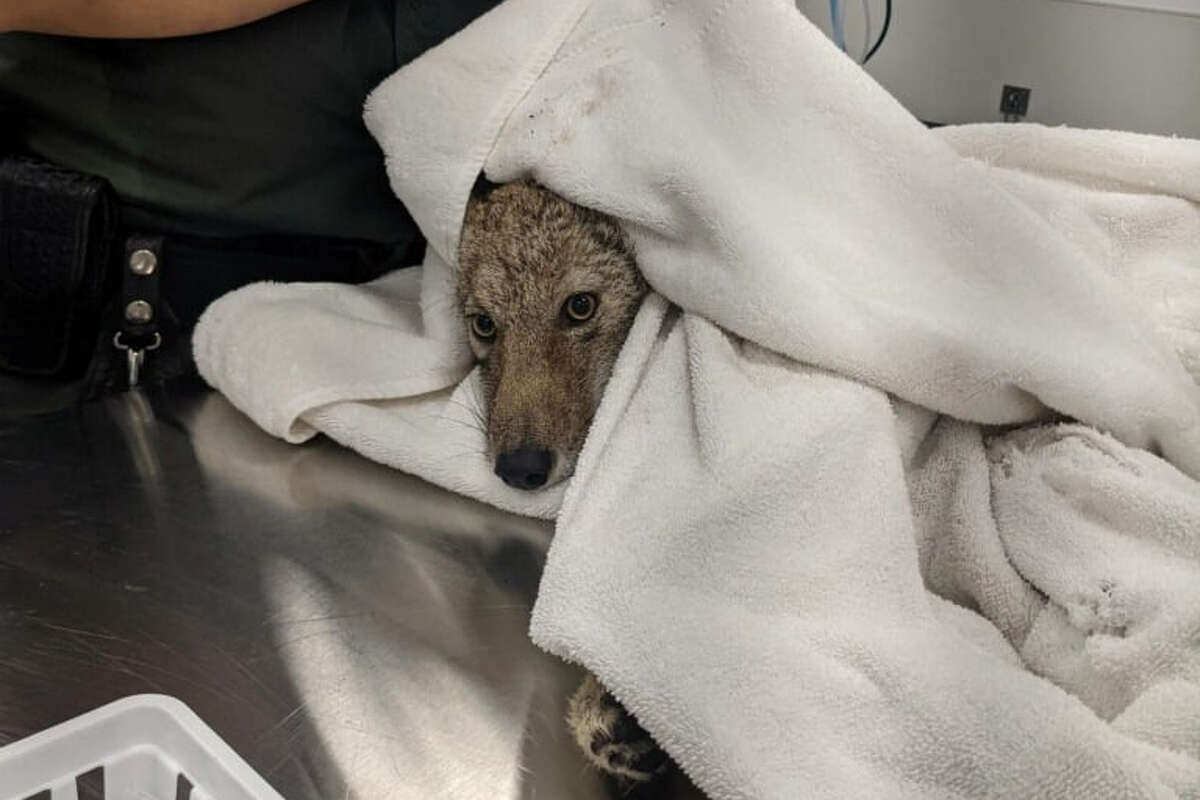 On Thursday morning, a coyote pup was rescued from the San Francisco Bay near Pier 39.