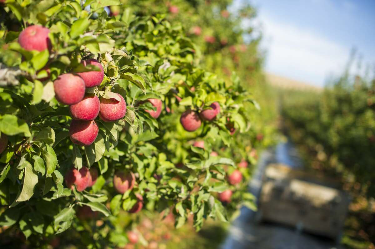 9 fantastic places to go apple picking in Washington this fall