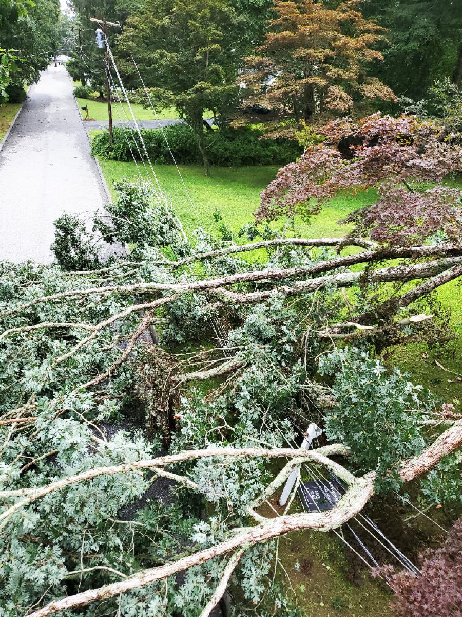 After Henri, Eversource partners with CT towns to remove hazardous trees - Vimarsana News