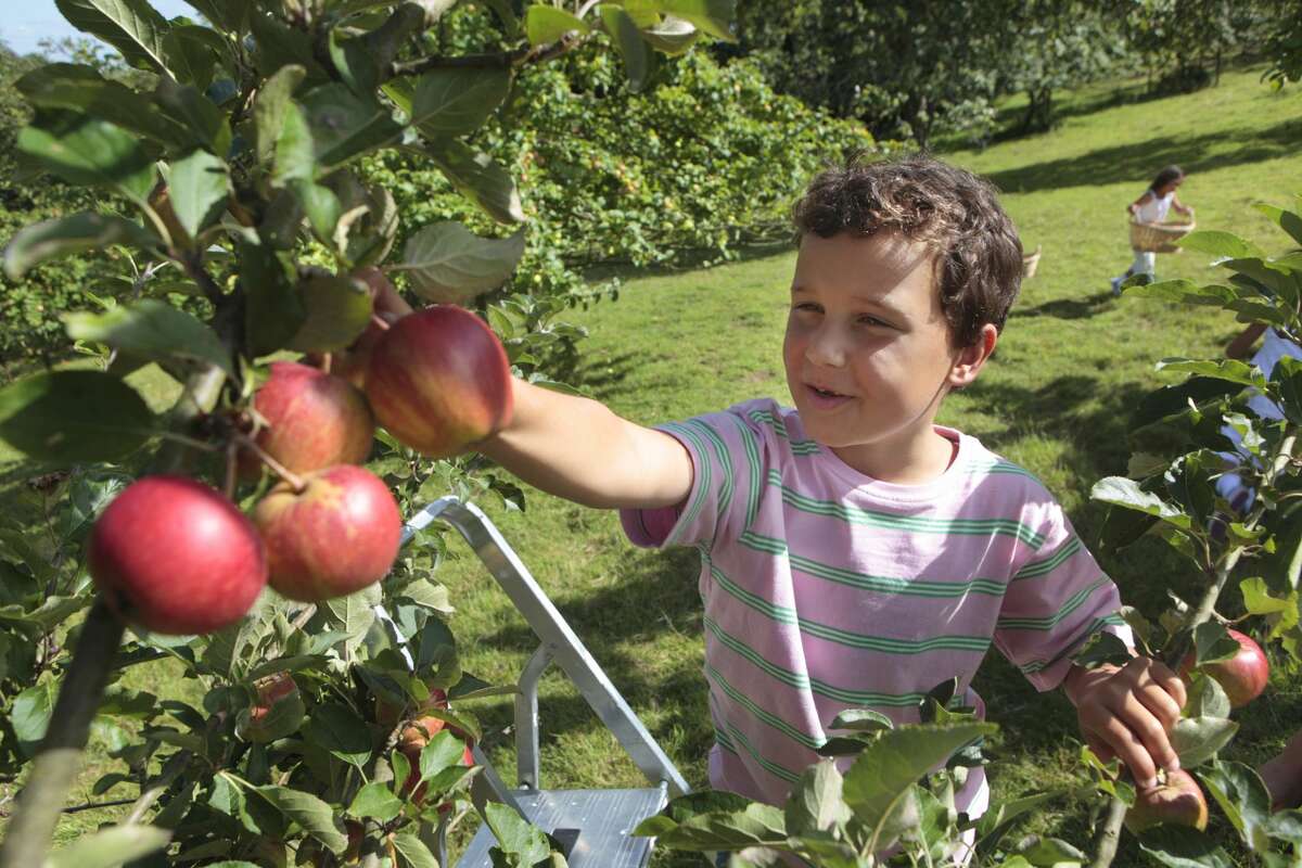A child picks apples in an orchard during fall harvest.
