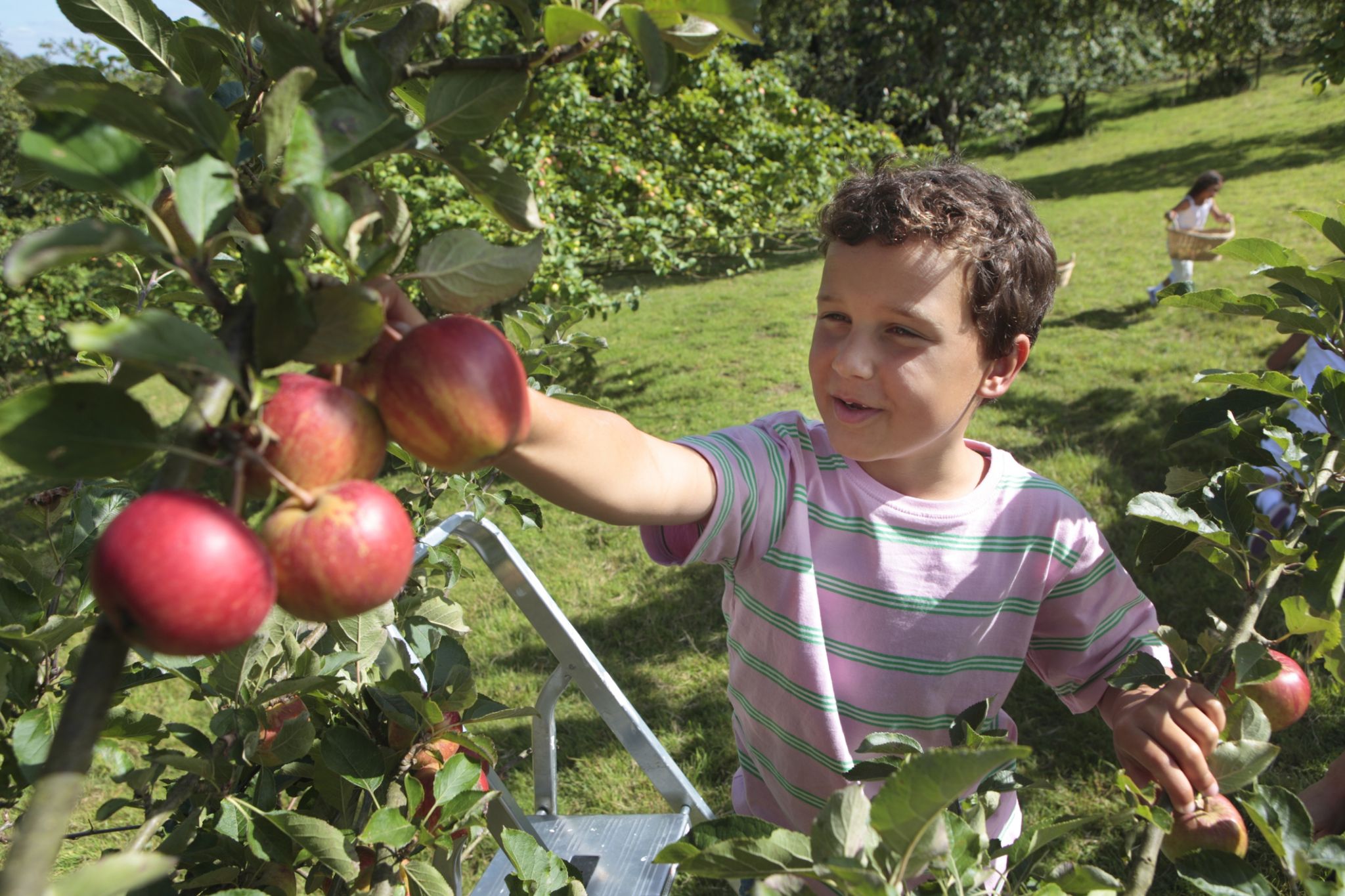 9 fantastic places to go apple picking in Washington this fall