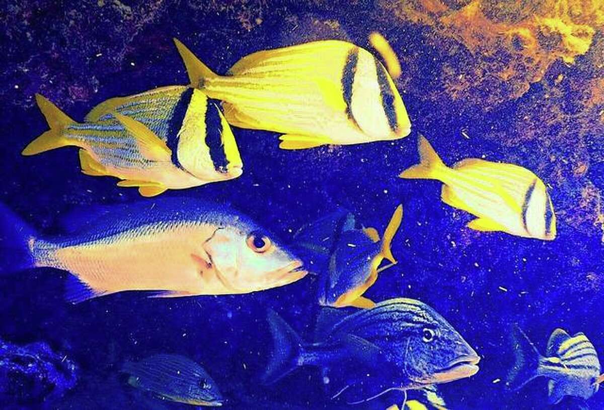 Common reef fish gather off Islamorada, a village that encompasses six of the Florida Keys. Known for its coral reefs, it is a favorite spot for reader Jerry Stocker.