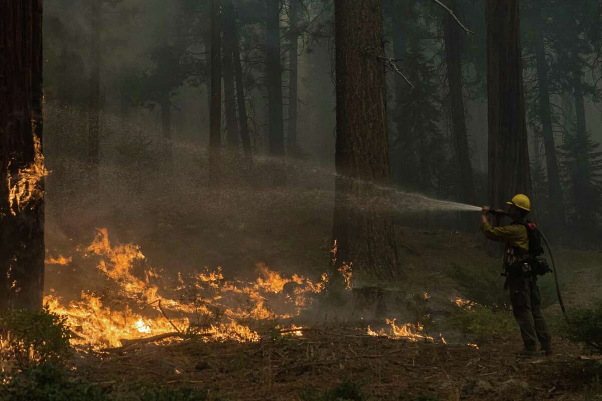 A firefighter sprays water on a tree that quickly caught fire during a back-burn operation near Kyburz (El Dorado County) during the Caldor Fire.