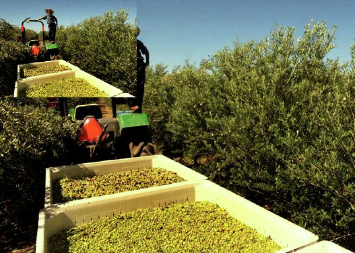 Olive grower pressing ahead