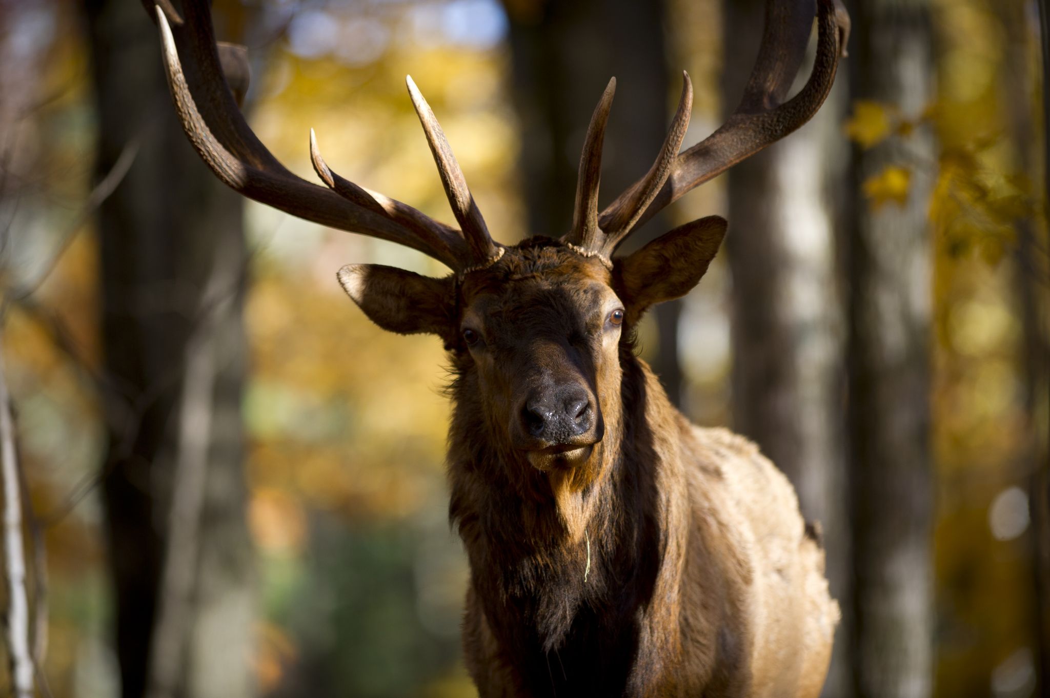 DNR, rescue workers recover elk carcasses from private lake in Michigan - Vimarsana News