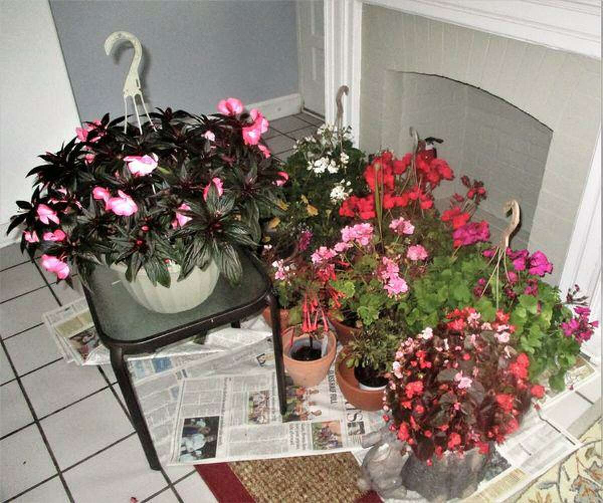 Gardening plants that Jaacks moved inside when she was expecting a hurricane.