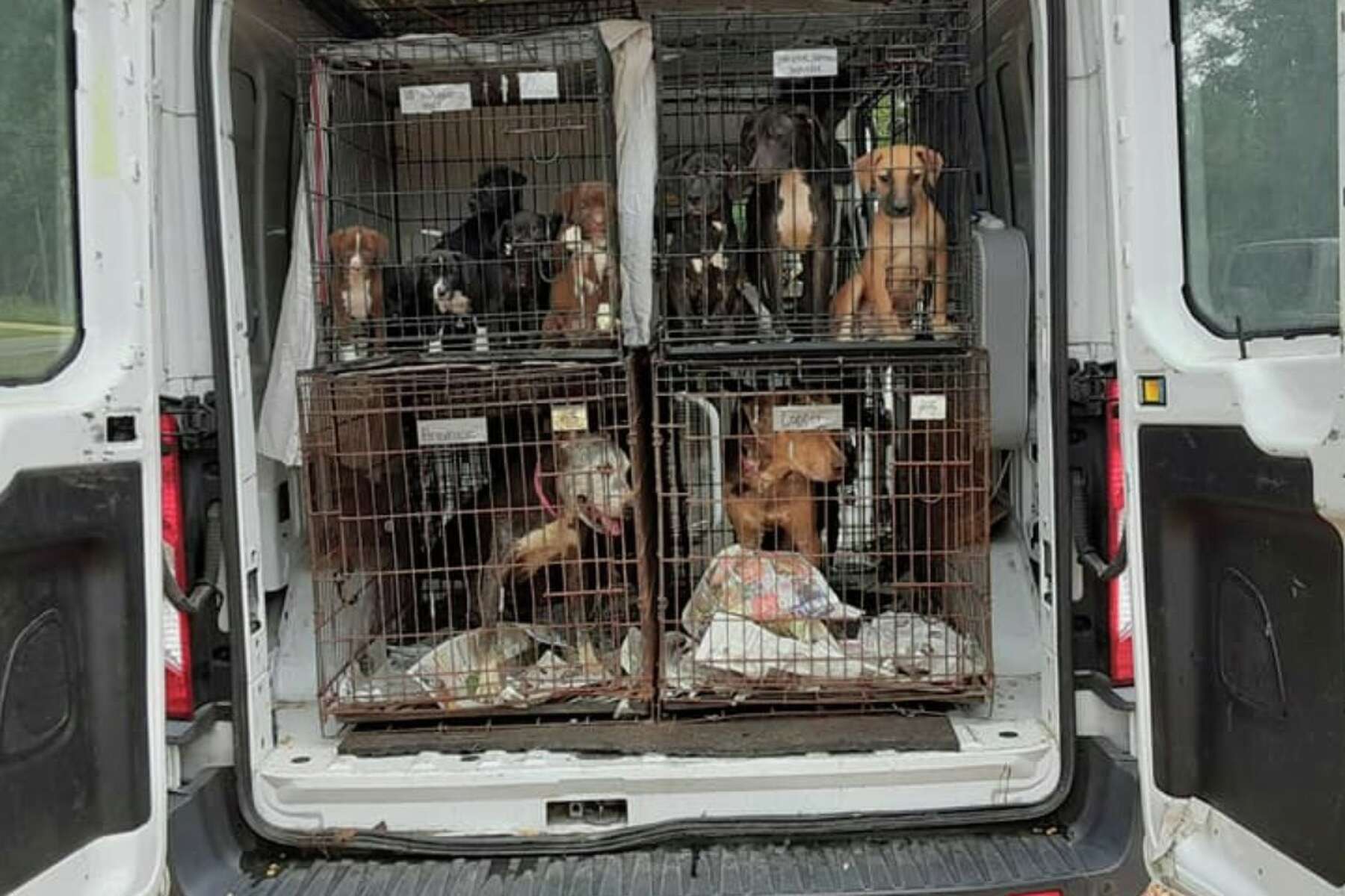 Shelter animals evacuated from Hurricane Ida land in Hudson Valley