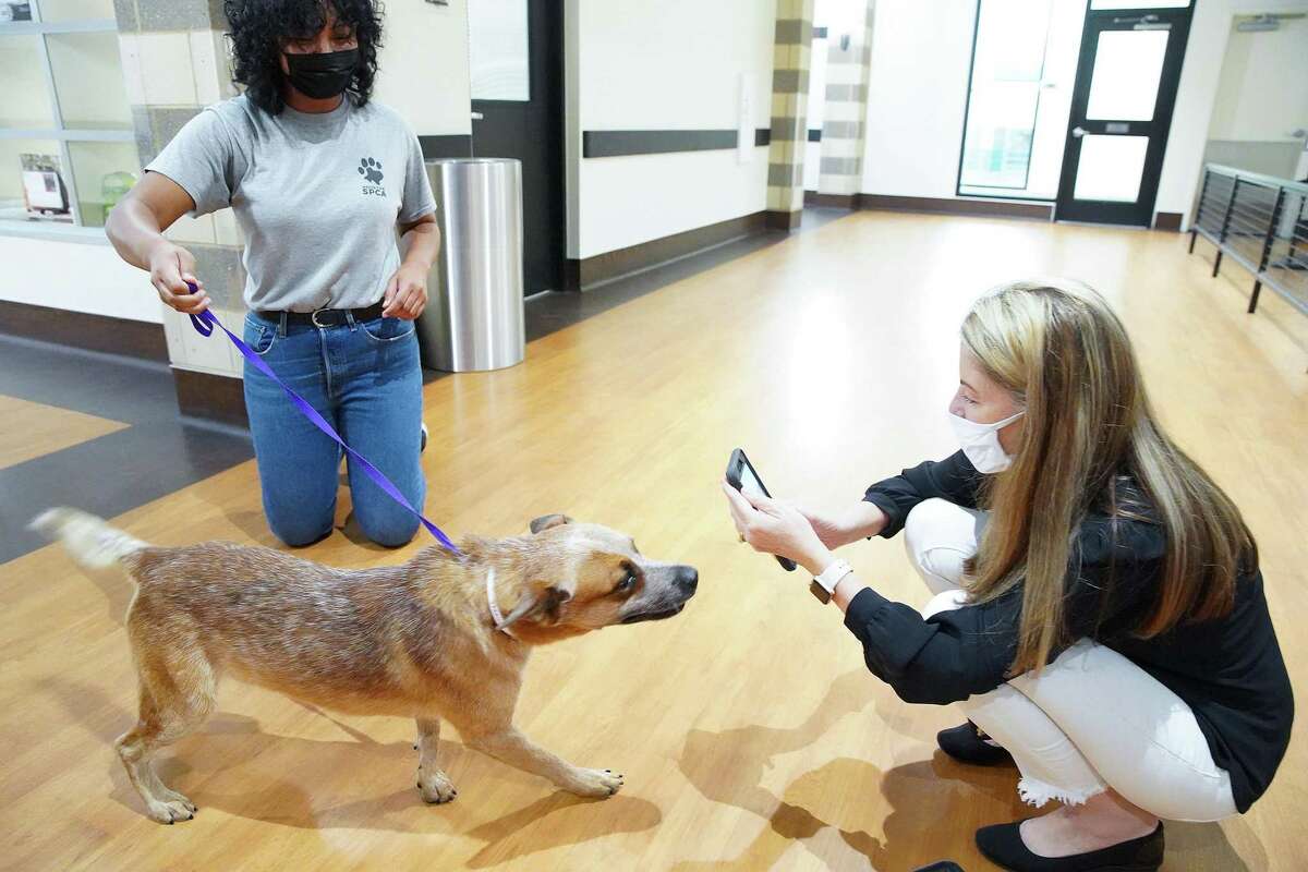 Julie Kuenstle takes a photo of Asher, a young cattle dog mix, that was evacuated from Louisiana before Hurricane Ida made landfall, at Houston SPCA on Monday, Aug. 30, 2021. Asher is one of the available cats and dogs that are up for adoption.