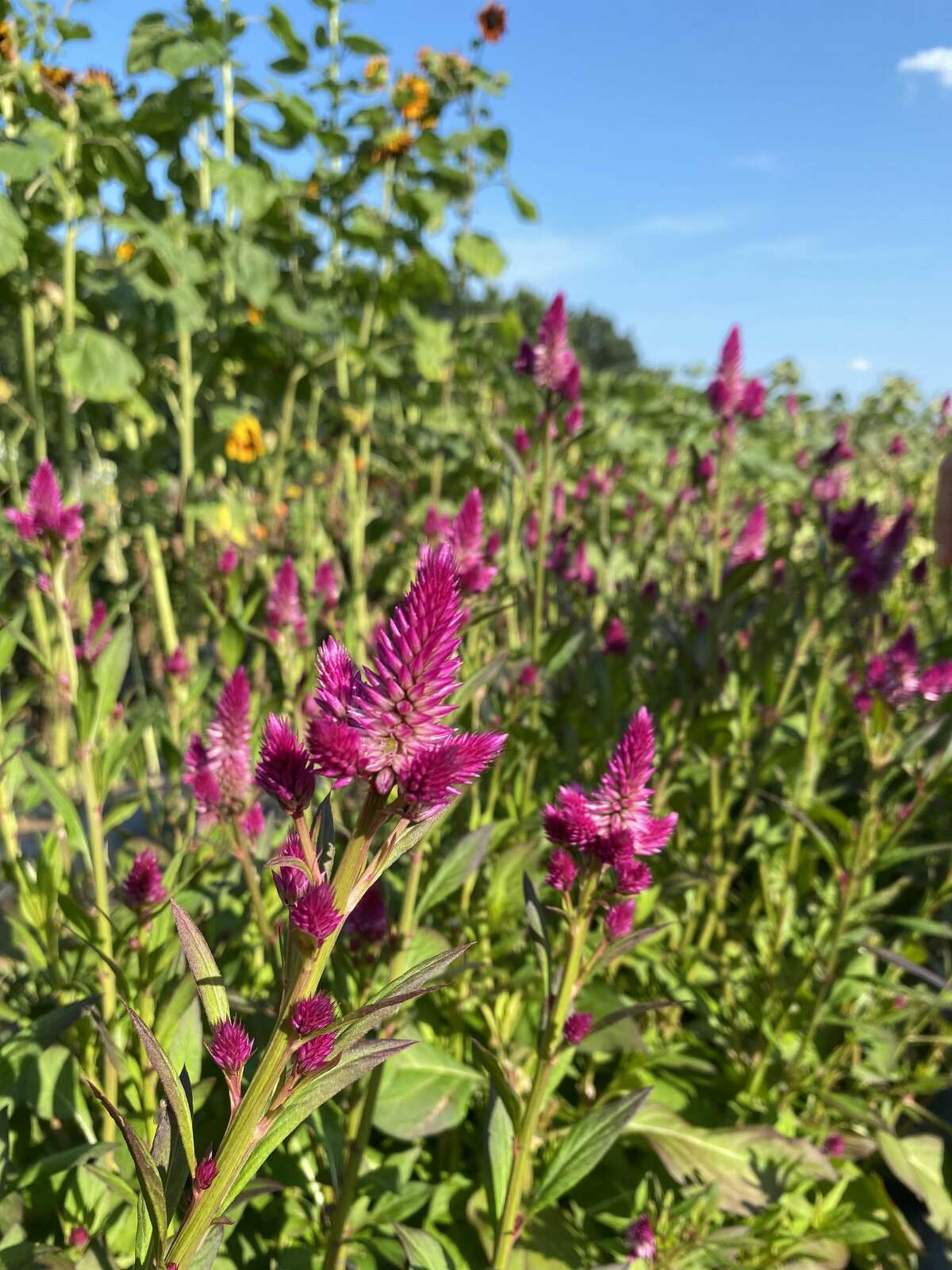 Meet the former WFSB host who lets you pick flowers from her CT yard