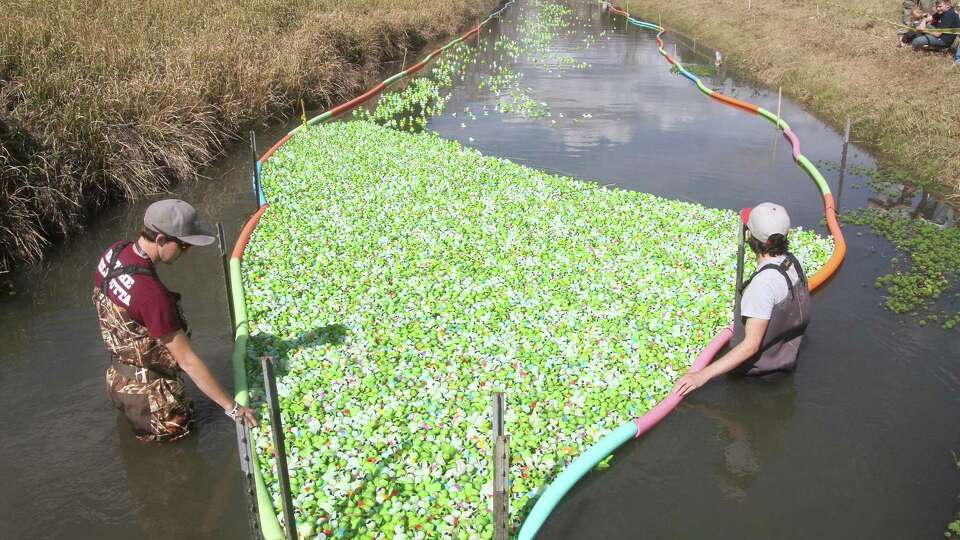 Thousands of toy plastic turtles are released in the Alvin ISD Education Foundation's annual Turtle Race & Family 5K. The next one is scheduled for February 2022.