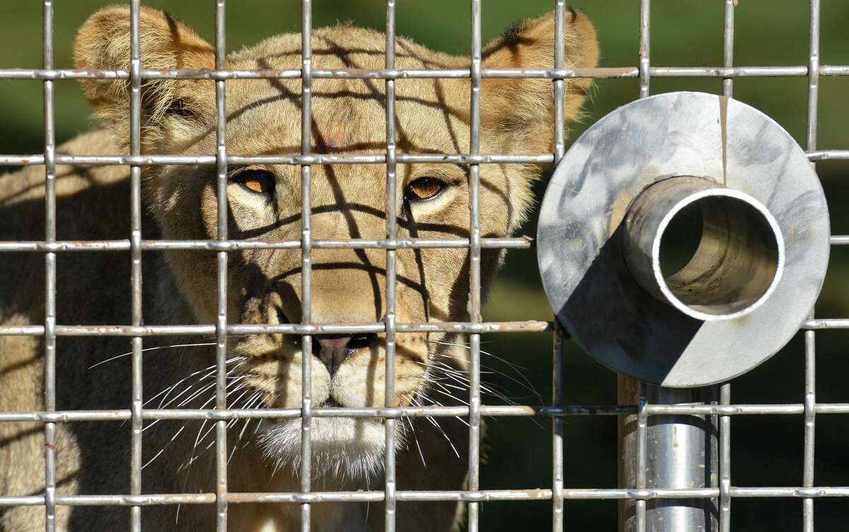 A lion looks out from its enclosure in 2016 at the San Antonio Zoo.