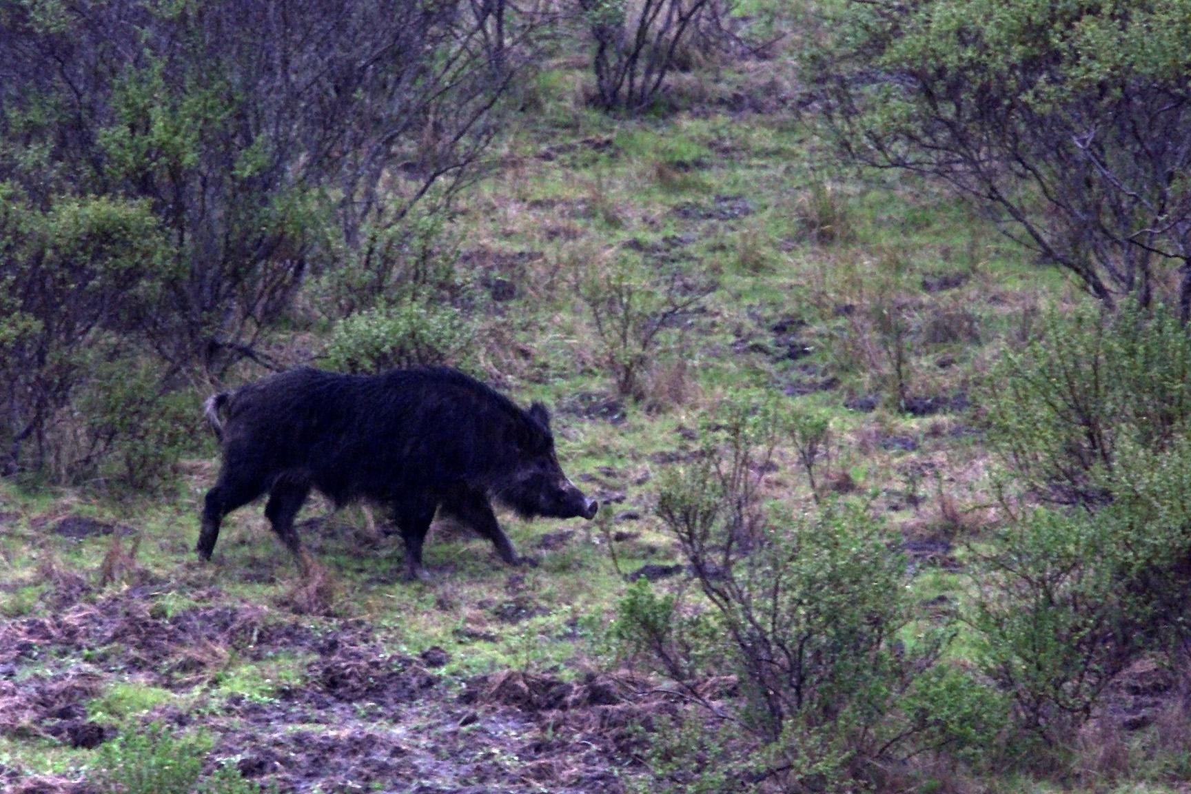 Feral pigs surface to be running amok in this East Bay town