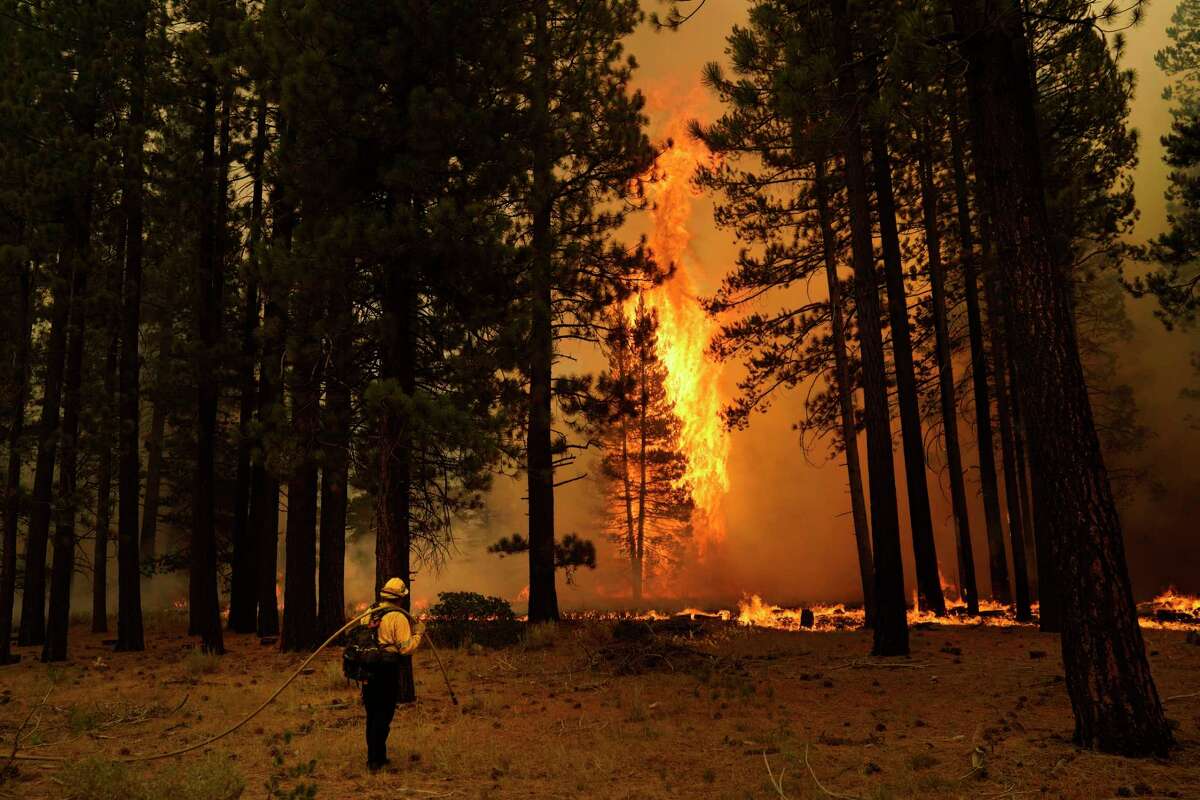 A tree flares up as firefighters continue to battle the Caldor Fire near South Lake Tahoe, Calif., Tuesday, Aug. 31, 2021. A huge firefighting force gathered Tuesday to defend Lake Tahoe from the raging wildfire that forced the evacuation of California communities on the south end of the alpine resort and put others across the state line in Nevada on notice to be ready to flee.