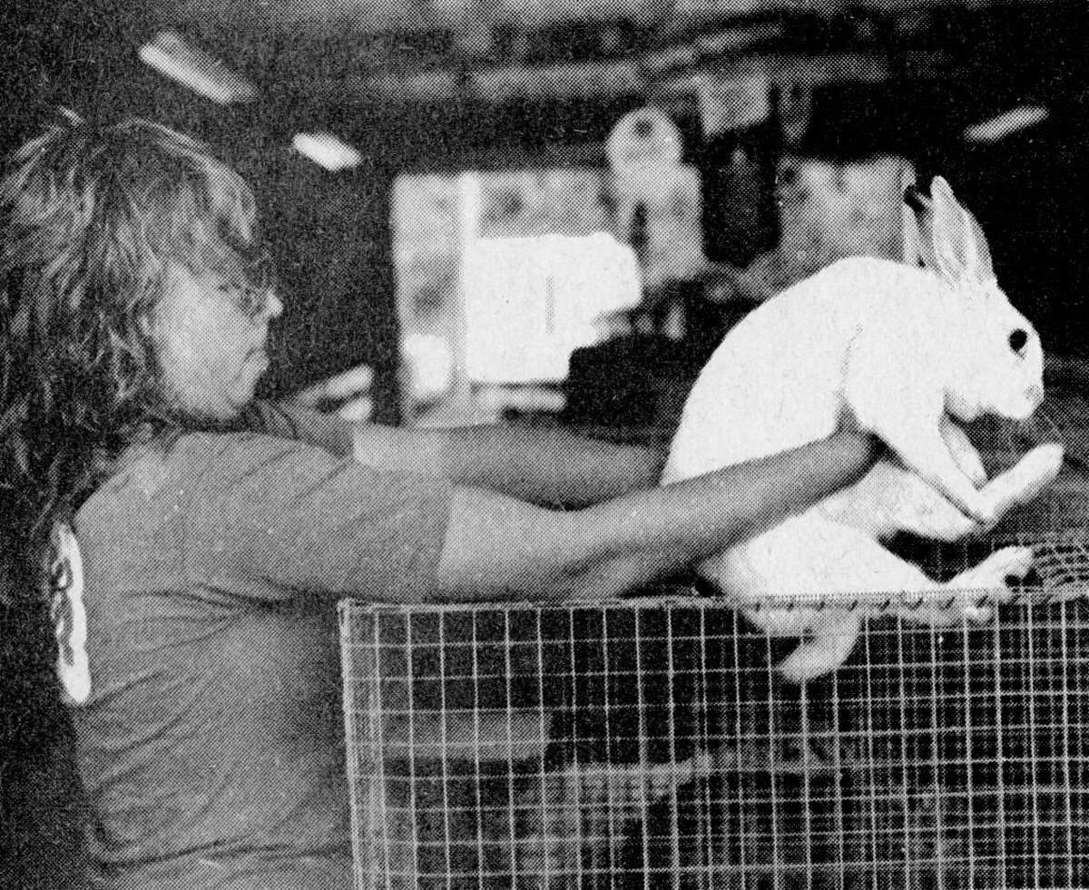 Sally Gage, of Manistee, loads Sarah, one of her 10 rabbits, into its cage at the 4-H livestock barn this morning at the Manistee County Fairgrounds. The photo was published in the News Advocate on Sept. 2, 1981. (Manistee County Historical Museum photo)