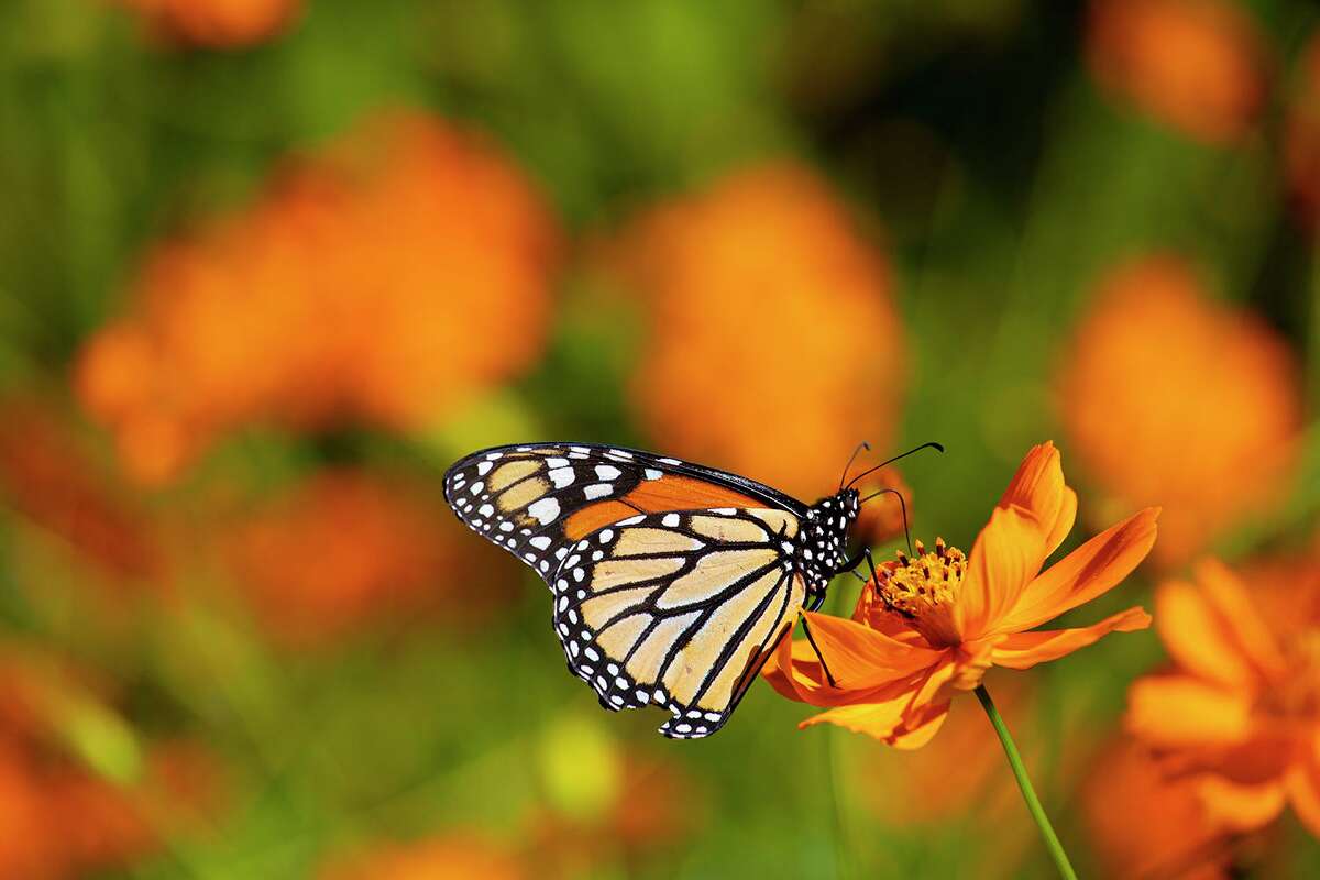 Monarch butterflies navigate through Texas via the sun and innate