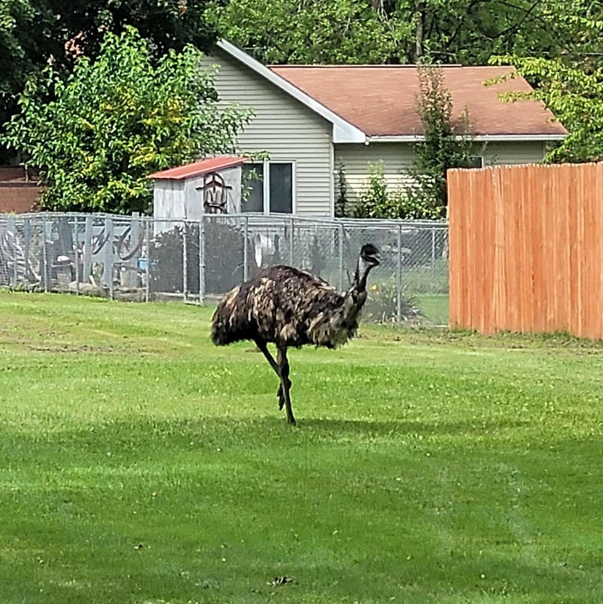 An emu runs loose through Isabella County on Tuesday, Aug. 31, 2021.