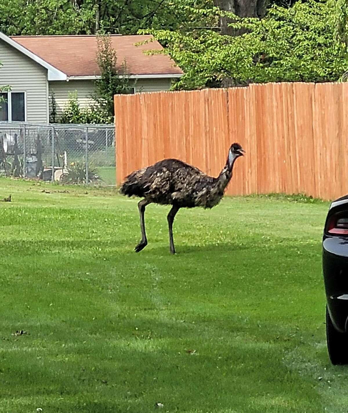 An emu runs loose through Isabella County on Tuesday, Aug. 31, 2021.