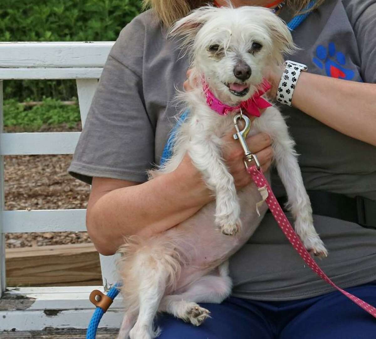 A few months ago, Dolly was found alone outside with matted fur, scabs, infected ears and an overwhelming need for veterinary care. Today, she’s fluffy, pain-free, and feeling loved in a new home.