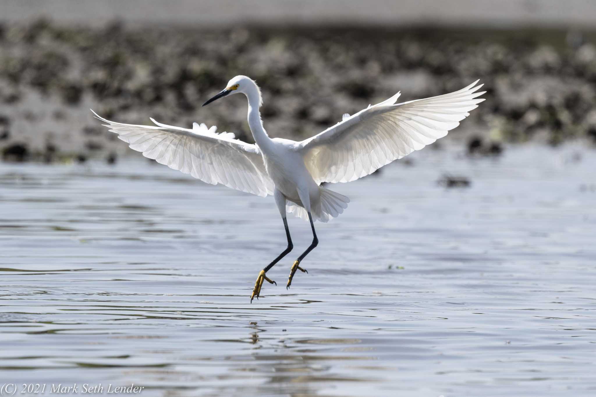 Teens attack, injure Ocean Beach Park egret, New London police say