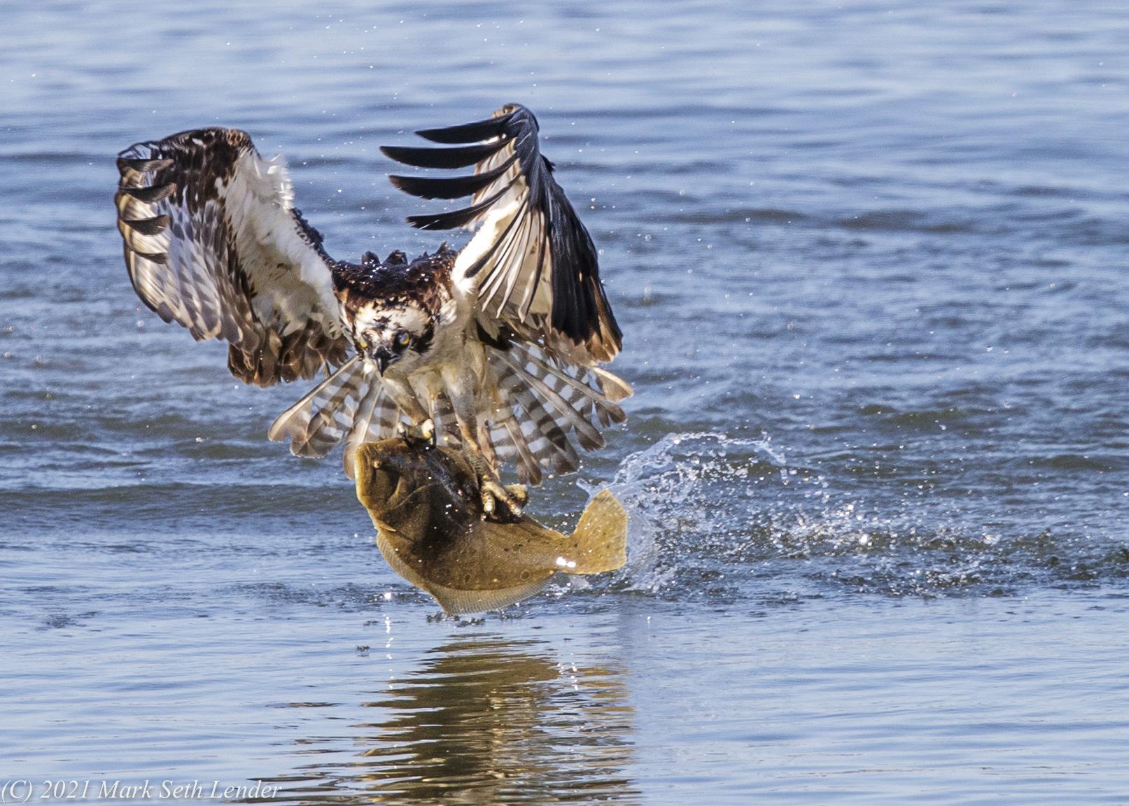 Osprey – Fish Hawk – 17 x 22 | Tomas Koeck