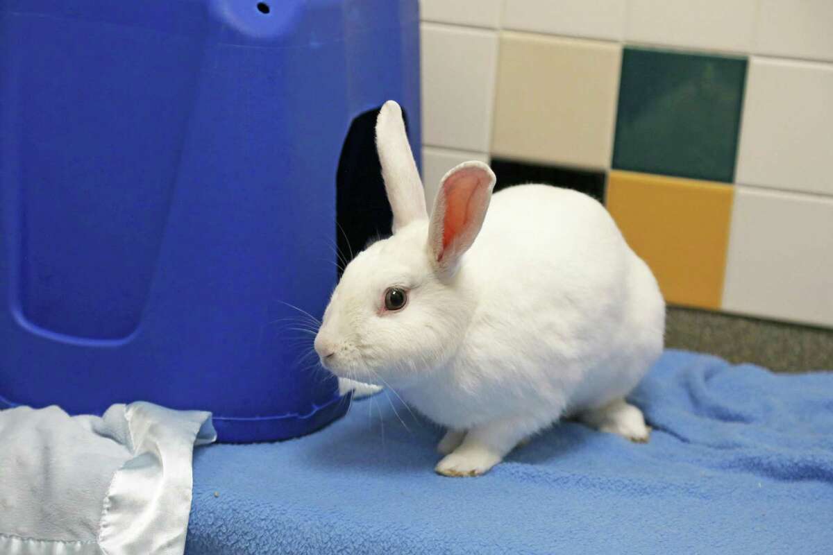 This Cadbury isn’t known for chocolate, but he is known for being extremely handsome and loving his leafy salad greens at mealtime. The 3-year-old bunny is friendly and social with people, but also appreciates time to lie around by himself. Cadbury is tidy with his litter box and enjoys hanging out in his hidey house at the Connecticut Humane Society. He’d love to find a family who has rabbit experience, and would be good with older kids. He also should not be in a cage—a penned-in area or rabbit-safe room would be ideal for lots of room for hopping, exploring and having toys. Visit CThumane.org/adopt to learn more. An online application can be found in each pet’s profile.