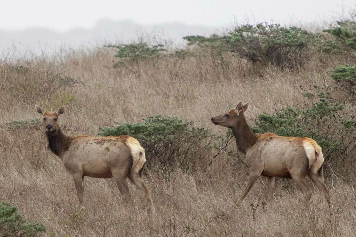 Tule Elk roam the hills of the Tomales Point Tule Elk Reserve inside Point Reyes National Seashore.