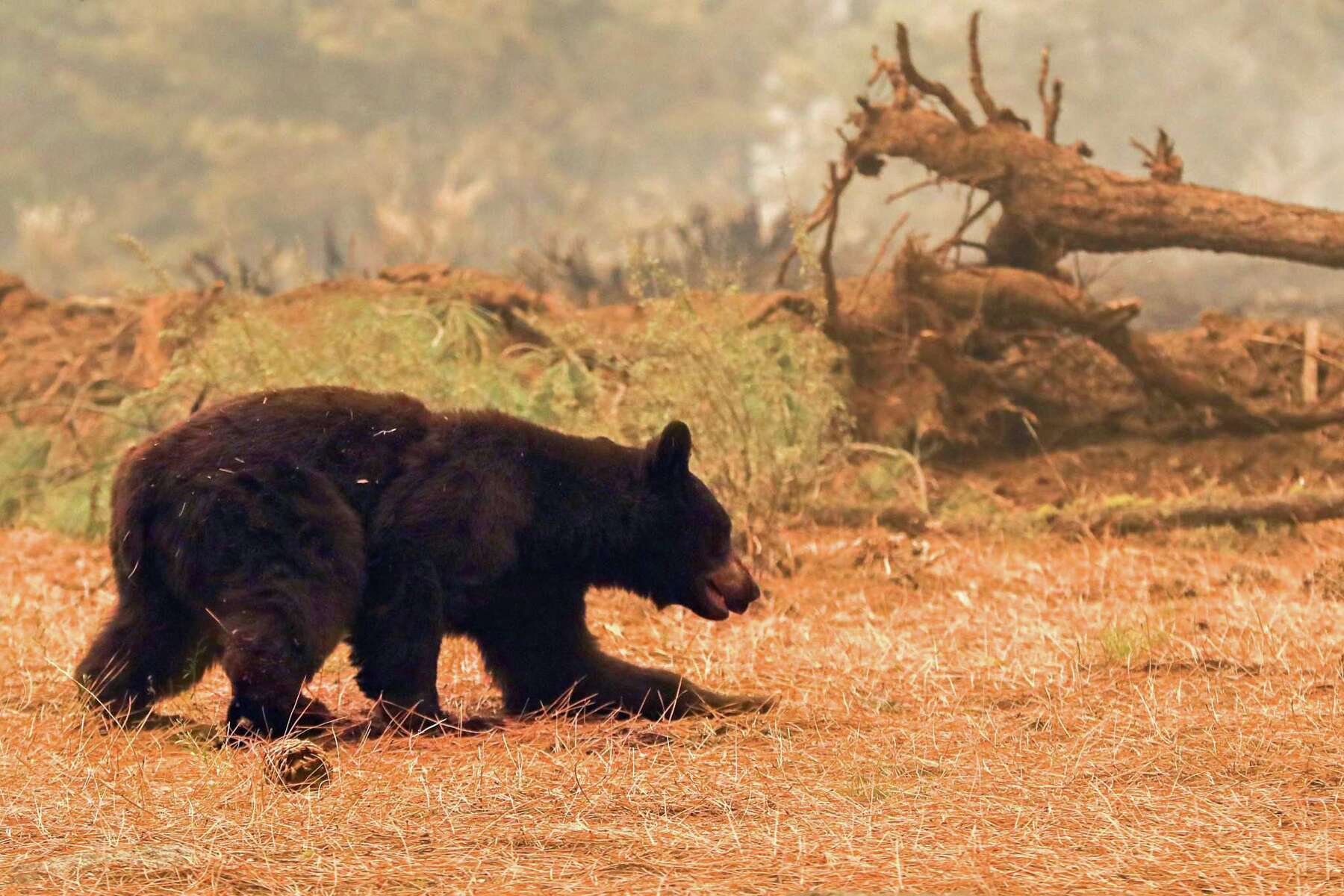 Black Bear With Burned Paws Found Near Caldor Fire Euthanized By State Wildlife Officials
