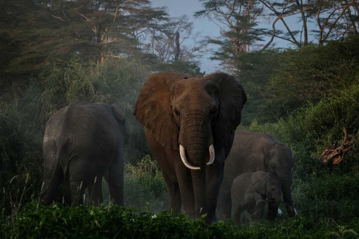 A general view of grazing elephants at Kimana Sanctuary in Kimana, Kenya, on March 2, 2021. 