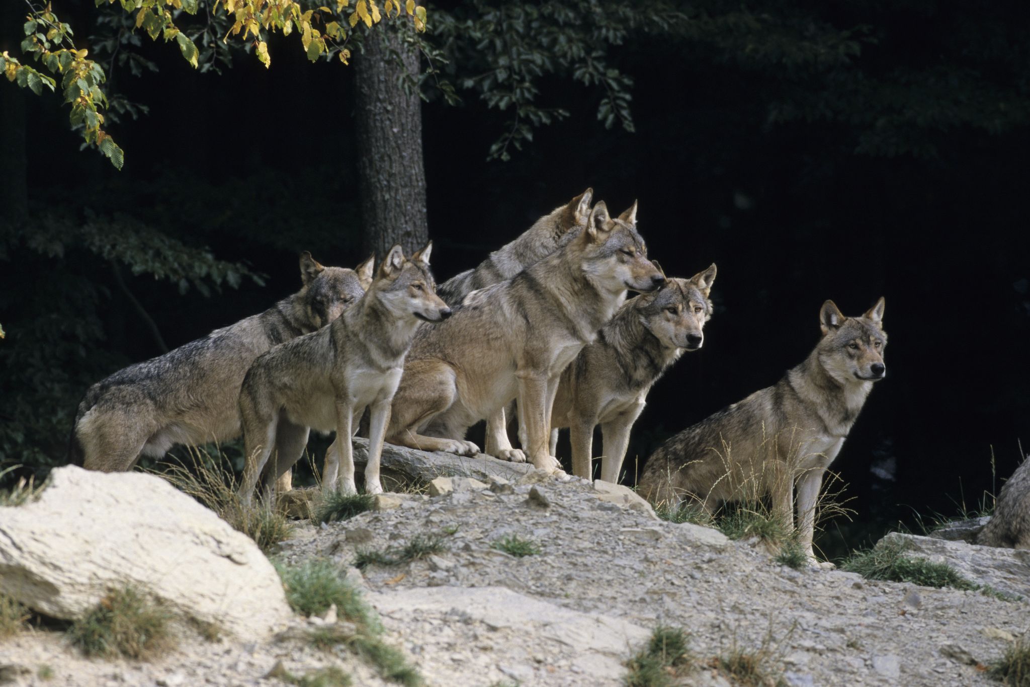 Are There Wolves In Southern Nh