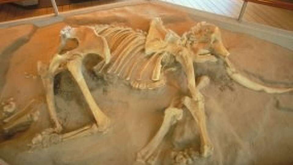 I went looking for shrunken mammoths that once roamed Calif.'s Channel ...