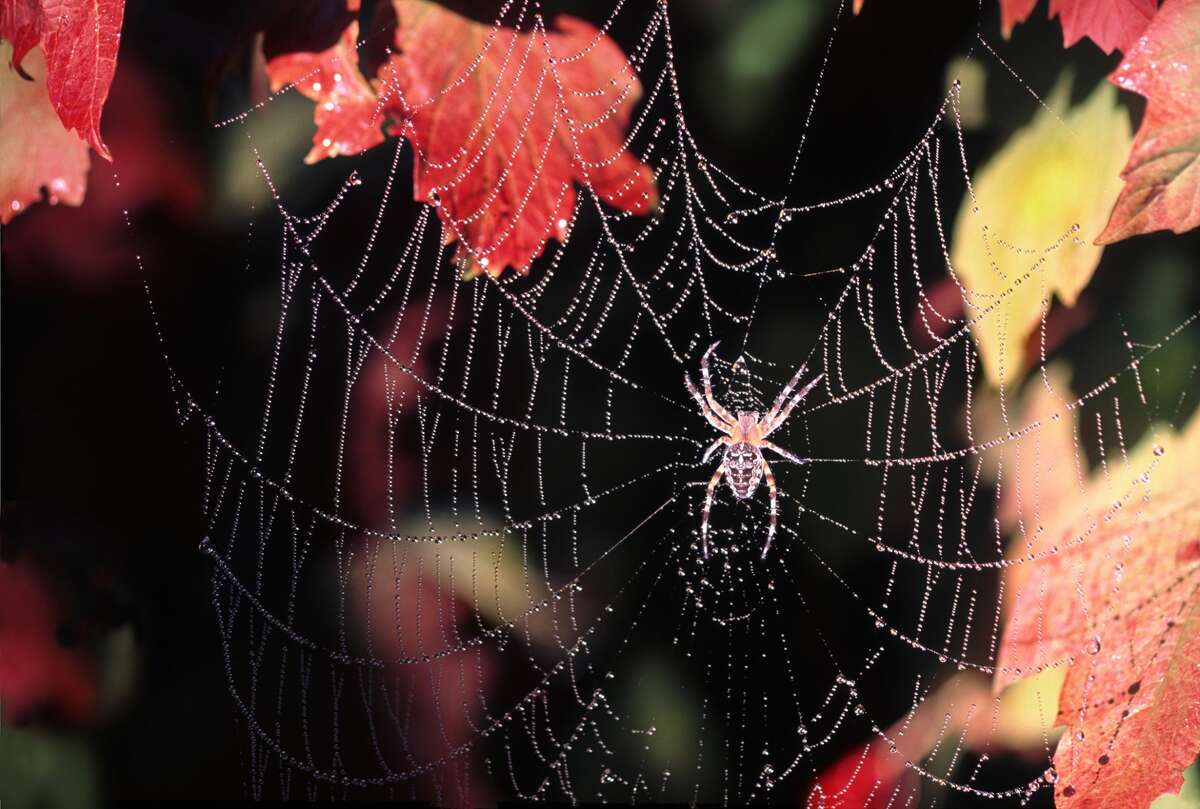 Orb weaver spider on a web.