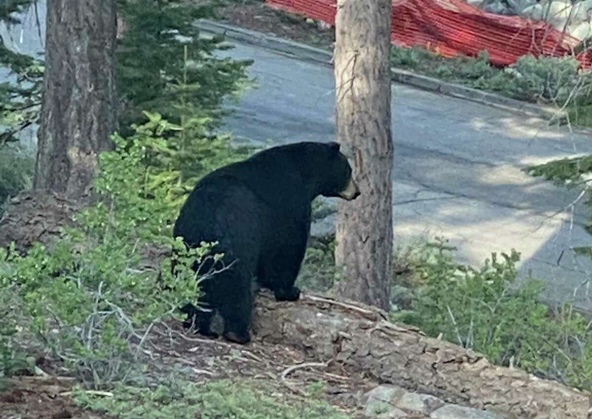 A South Tahoe Refuse truck driver photographed this black bear walking near a road by a resident's garbage area. The company has seen multiple bear messes from garbage left out before residents evacuated last week due to the Caldor Fire.