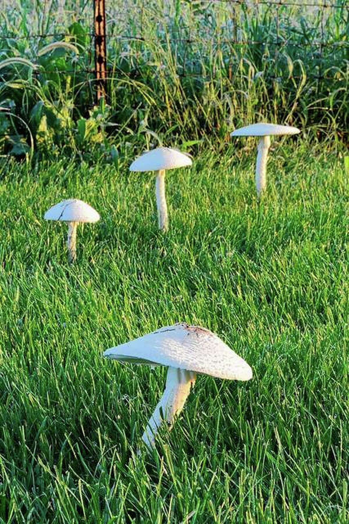 Toadstools pop up in an orderly fashion in a pasture.