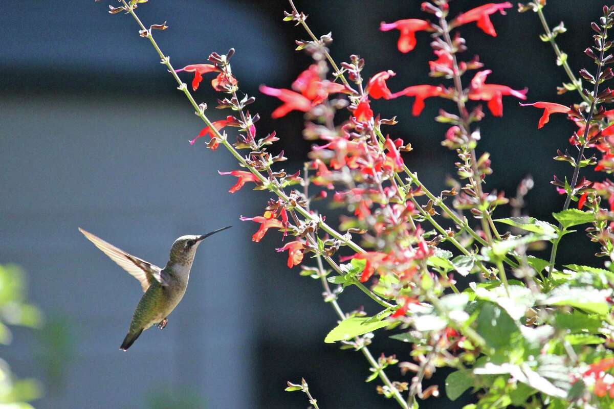 One of the most frequently visited plants by this ruby-throated hummingbird is Scarlet sage (Salvia coccinea.)