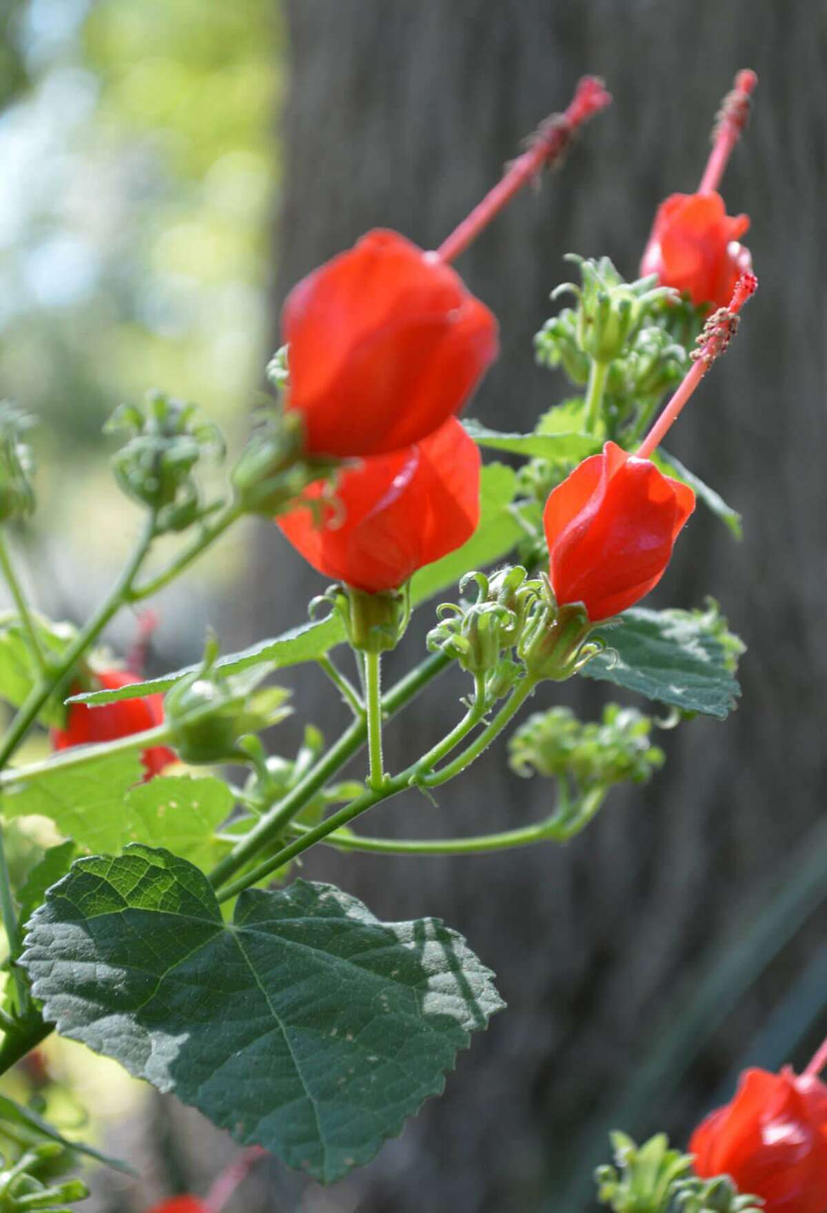 Turk’s cap grows 2 to 3 feet tall and prefers partial shade. It gets bright red flowers and got its name because the flower resembles a Turkish turban.