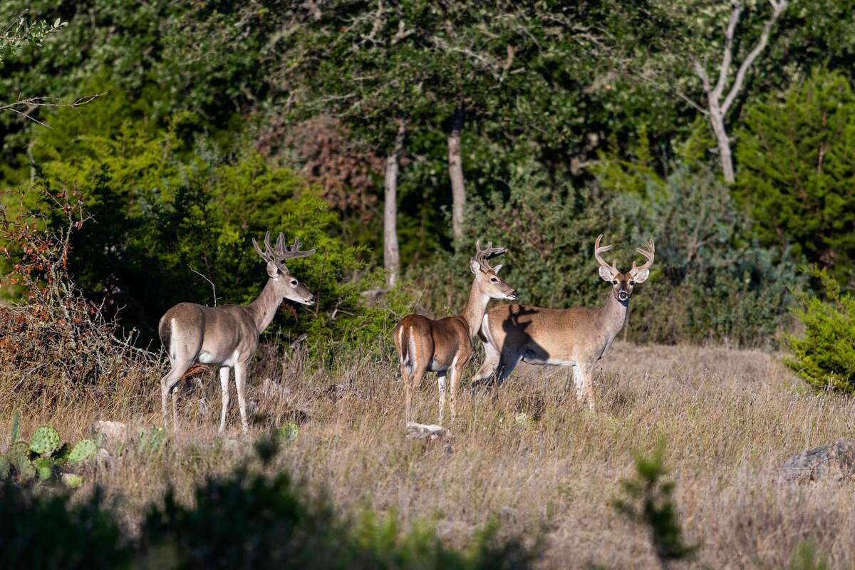 Texas Game Wardens are looking for more information after four deer were seen with arrows sticking out of them in an Austin neighborhood. 